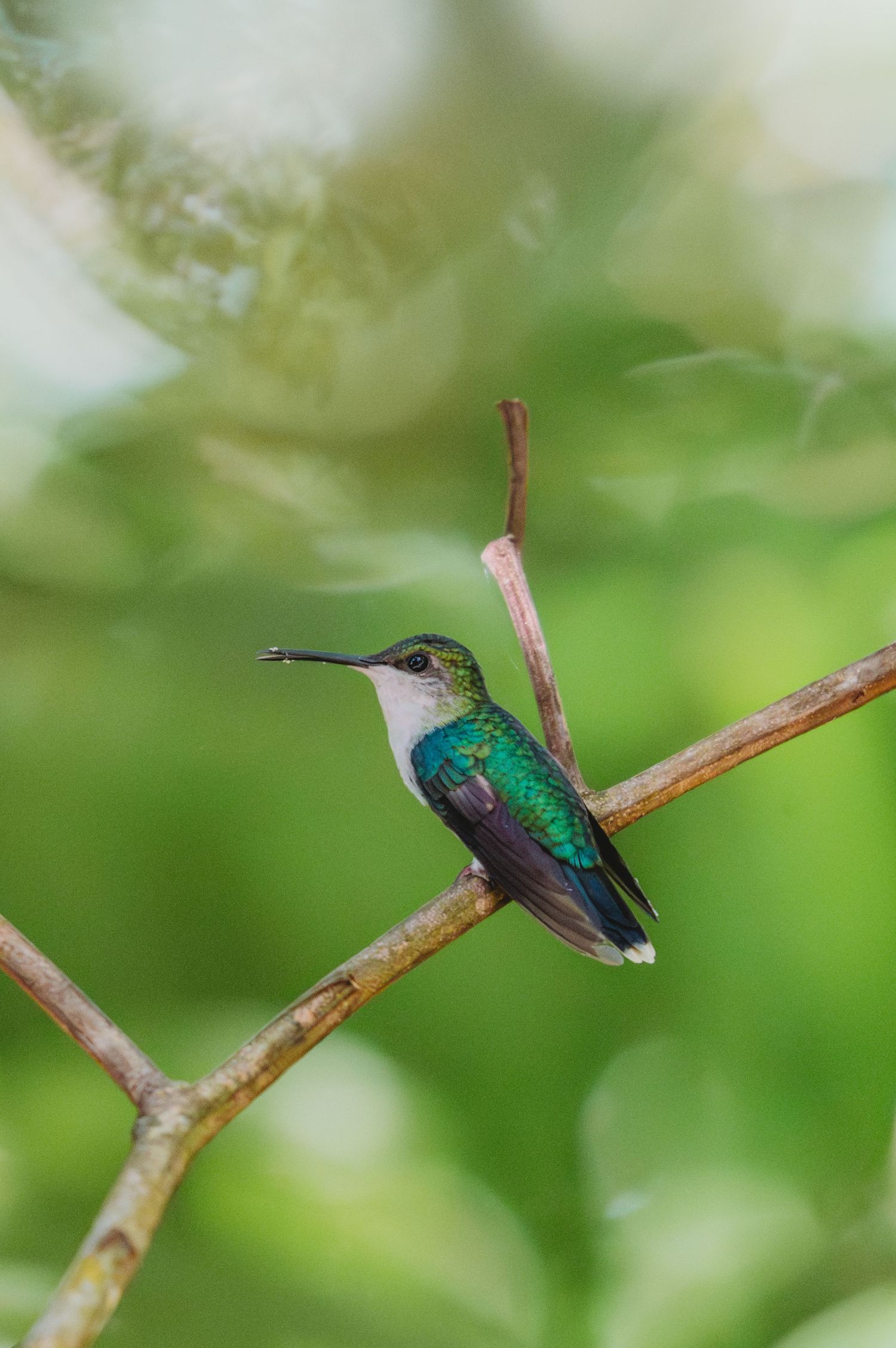 A vibrant hummingbird with iridescent green plumage perches on a thin branch against a soft green bokeh background.