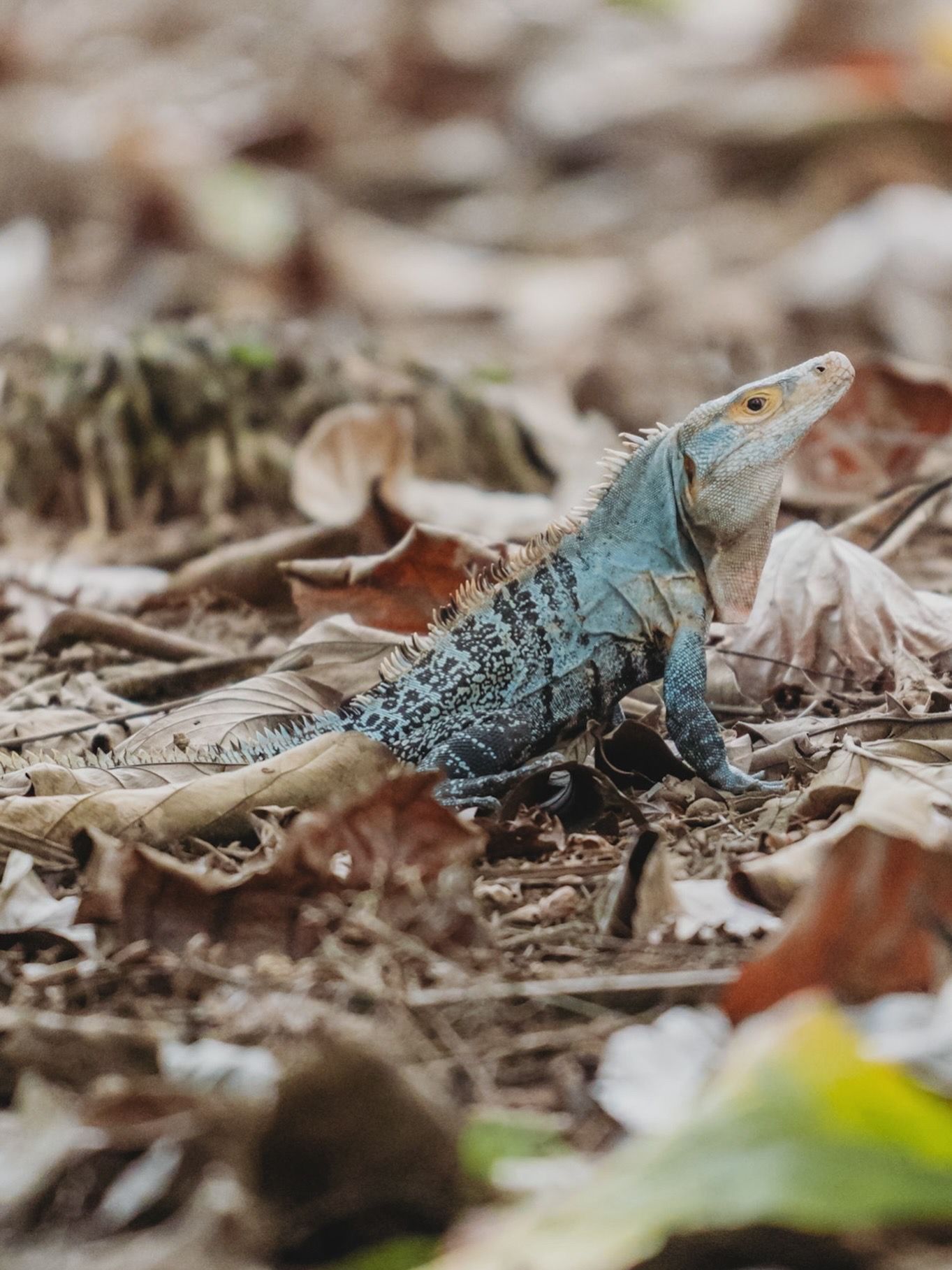 A vibrant blue iguana resting on a forest floor covered with dry brown leaves and twigs.