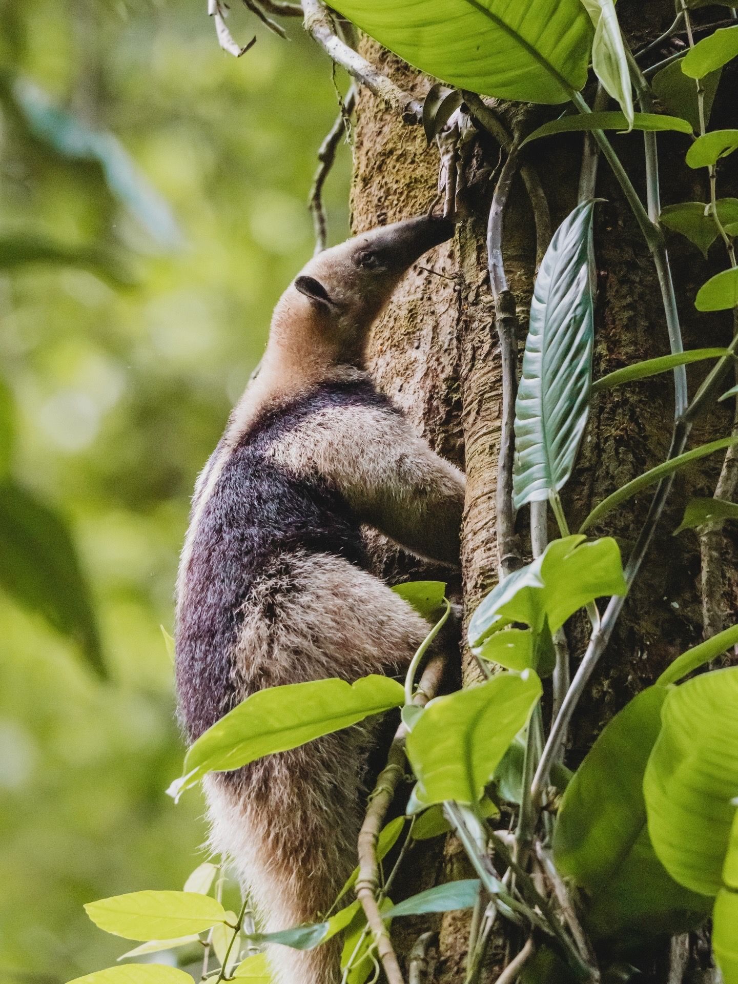 A tamandua anteater clings to a tropical tree trunk surrounded by lush green foliage in a rainforest.