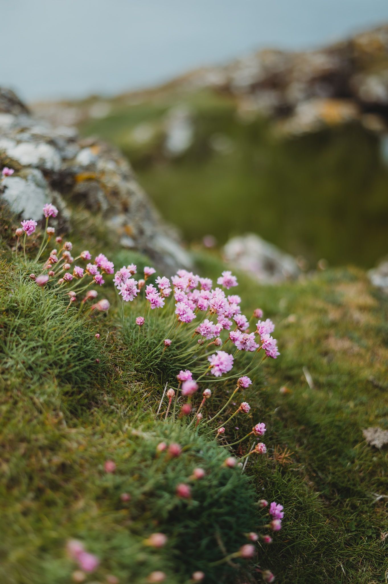 Pink wildflowers bloom among rocky terrain in a coastal landscape.