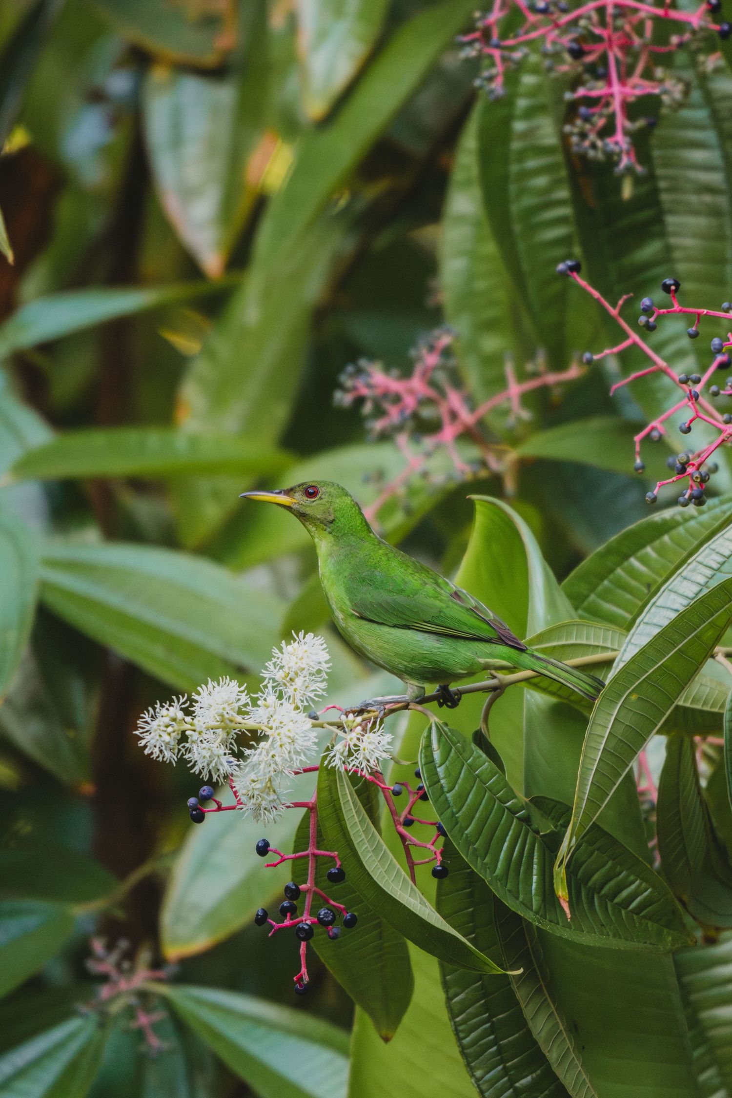 A vibrant green bird perched on flowering branches surrounded by lush tropical foliage and dark berries.