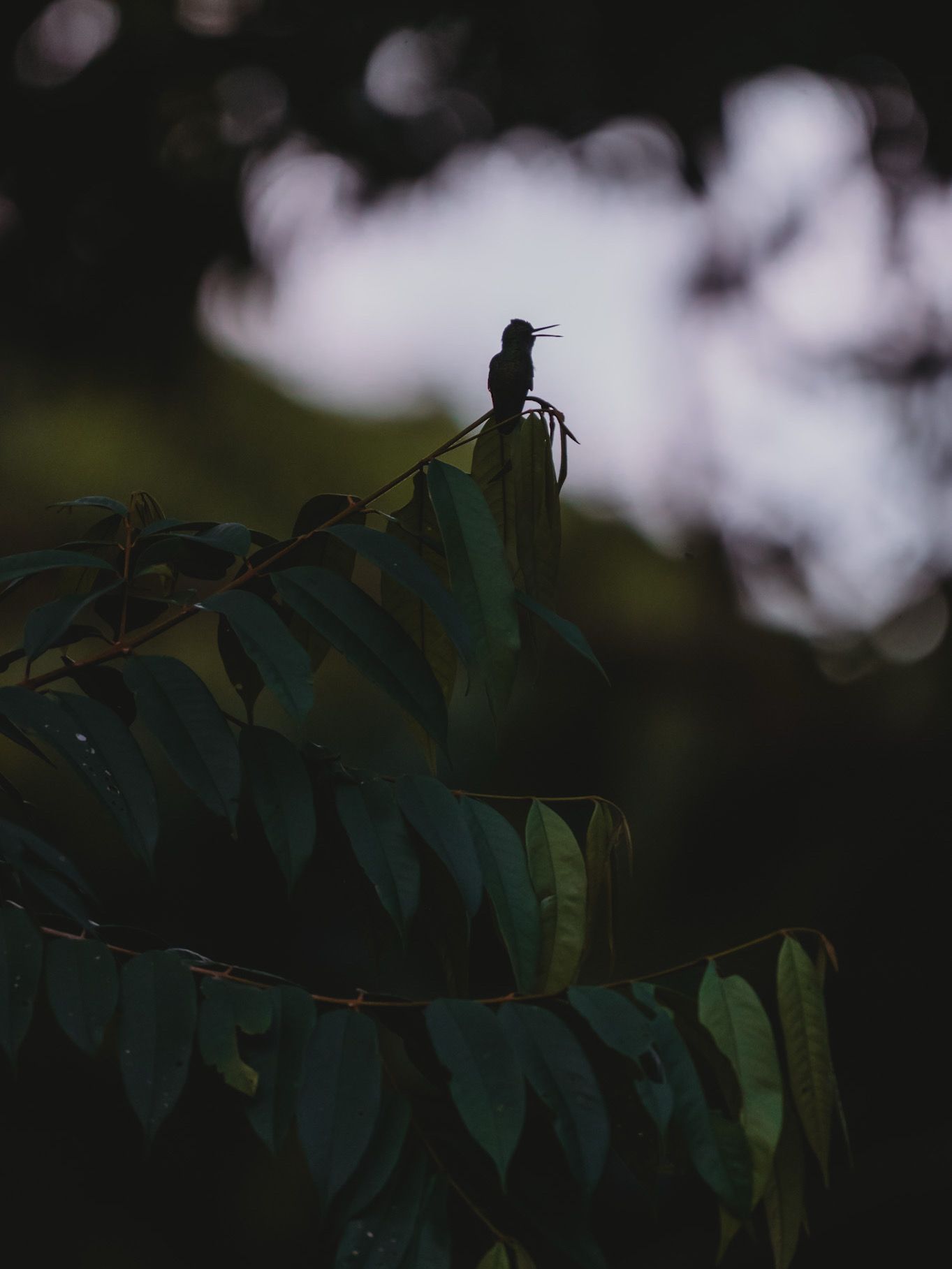 Silhouette of a bird perched on a branch against a dark, moody background.
