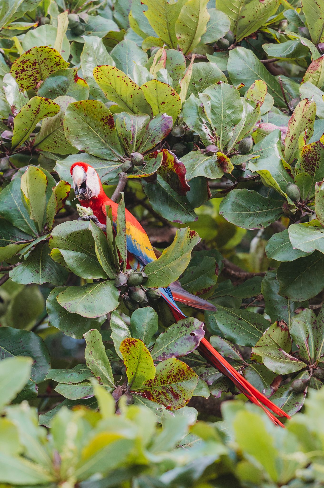 A scarlet macaw with brilliant red and blue feathers sits among tropical green leaves.