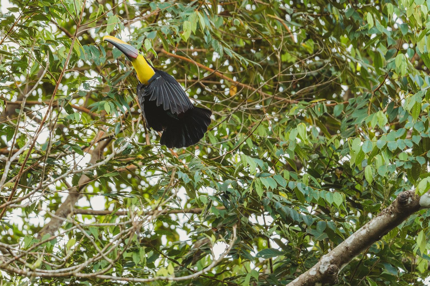Lush green foliage and tree branches create a natural canopy in a tropical forest setting.