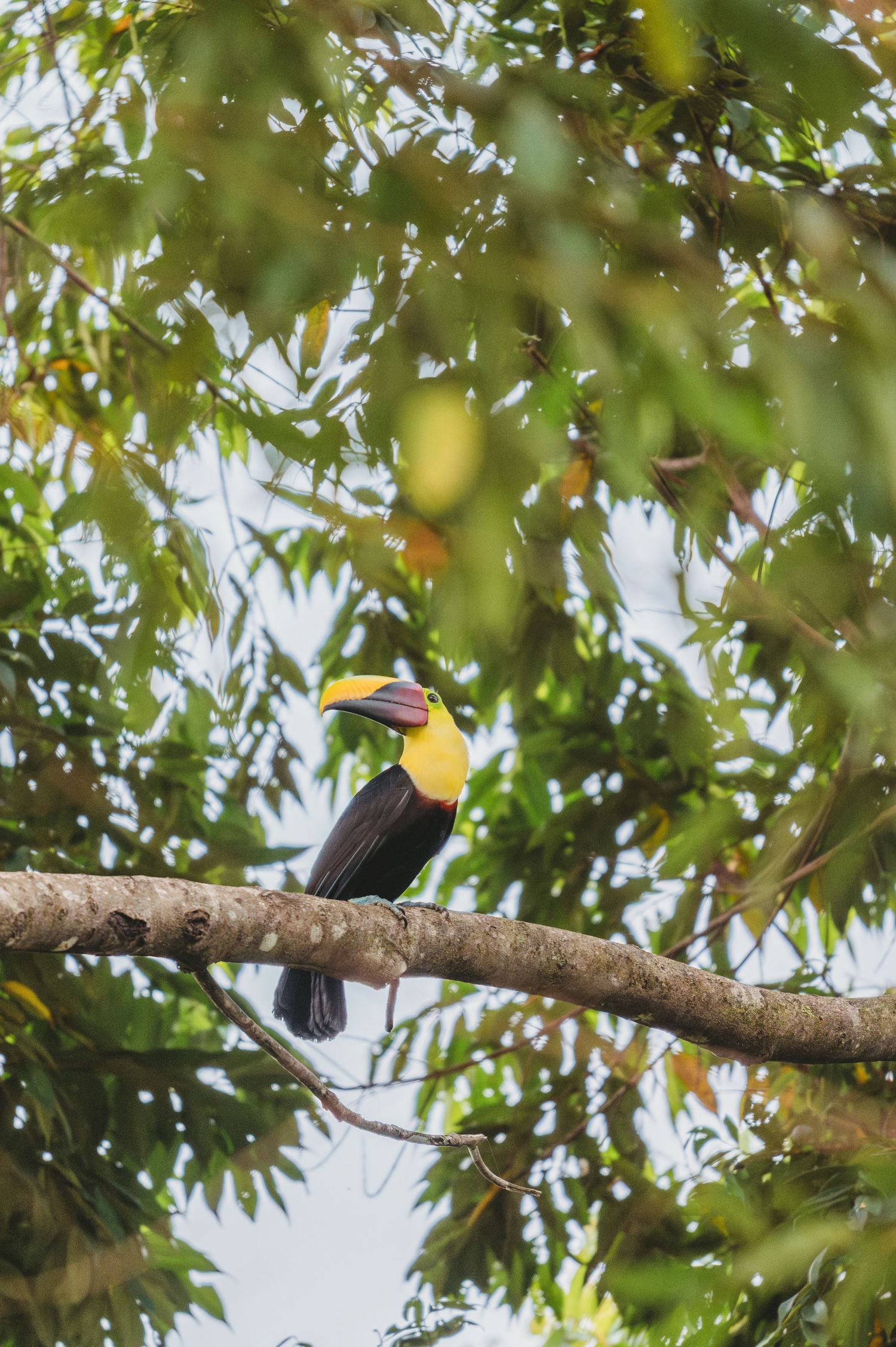 Large toucan bird resting on a tree branch surrounded by lush green leaves.