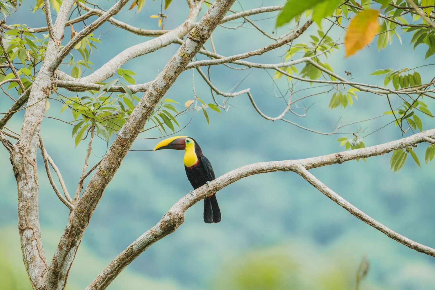 Black birds perched on tree branches against a blue sky background.