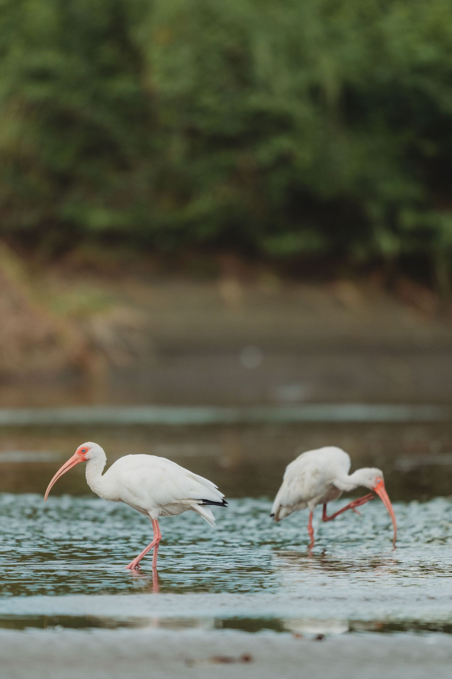 Two white ibis birds with pink beaks wade in shallow water, foraging for food near a lush green shoreline.