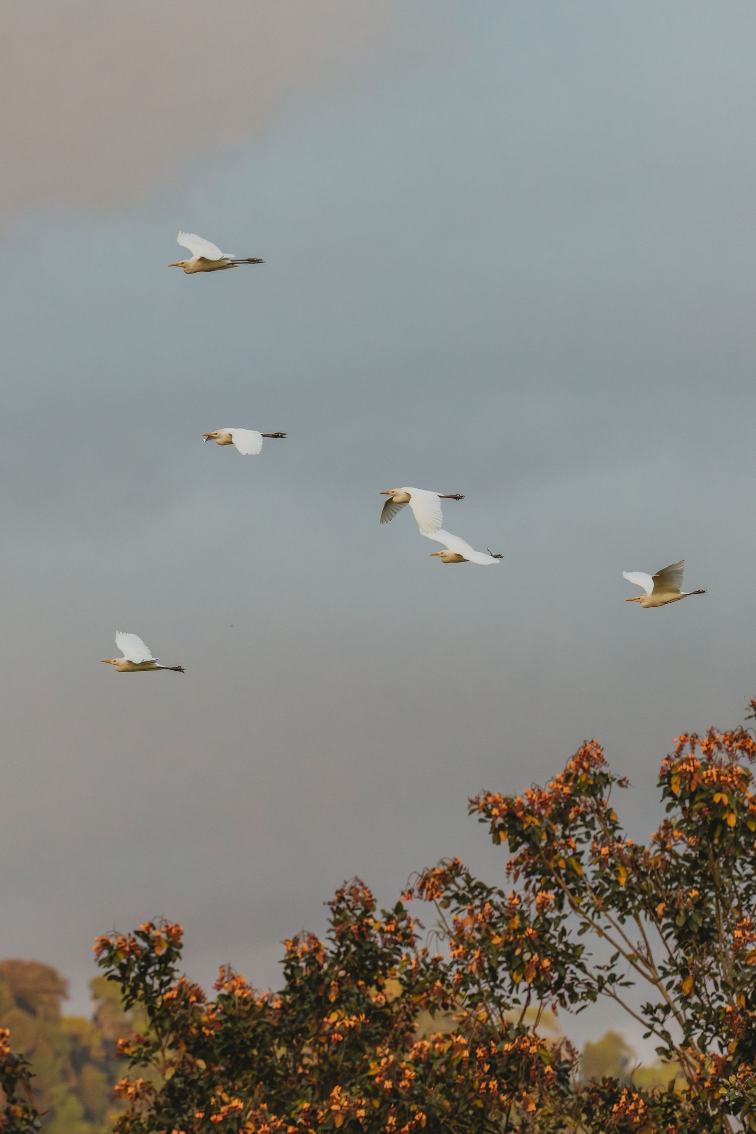 Five white egrets soaring gracefully through a cloudy sky above autumn trees with vibrant orange-red foliage.