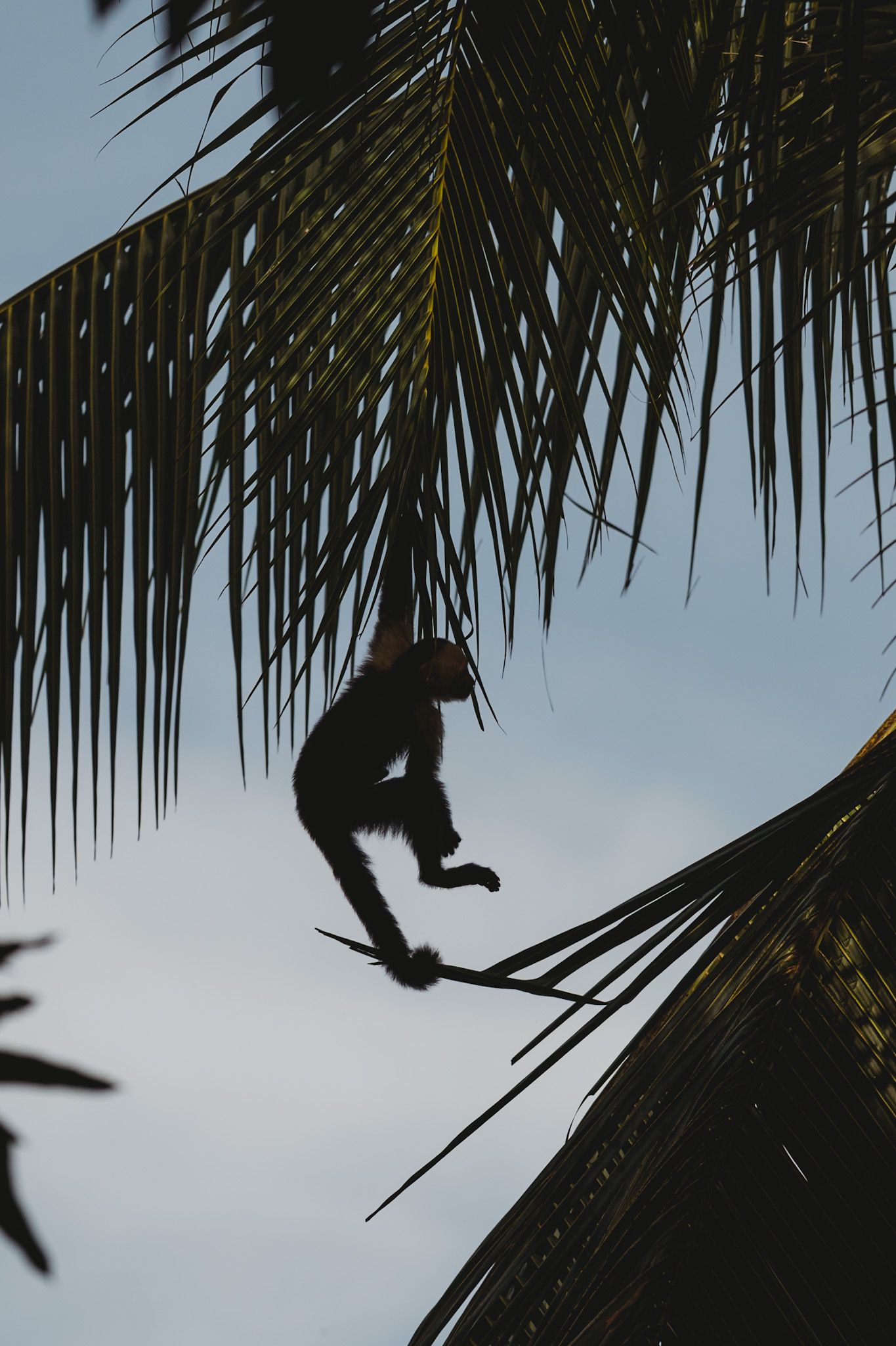 Silhouette of a monkey climbing palm tree fronds against a blue sky in a tropical setting.