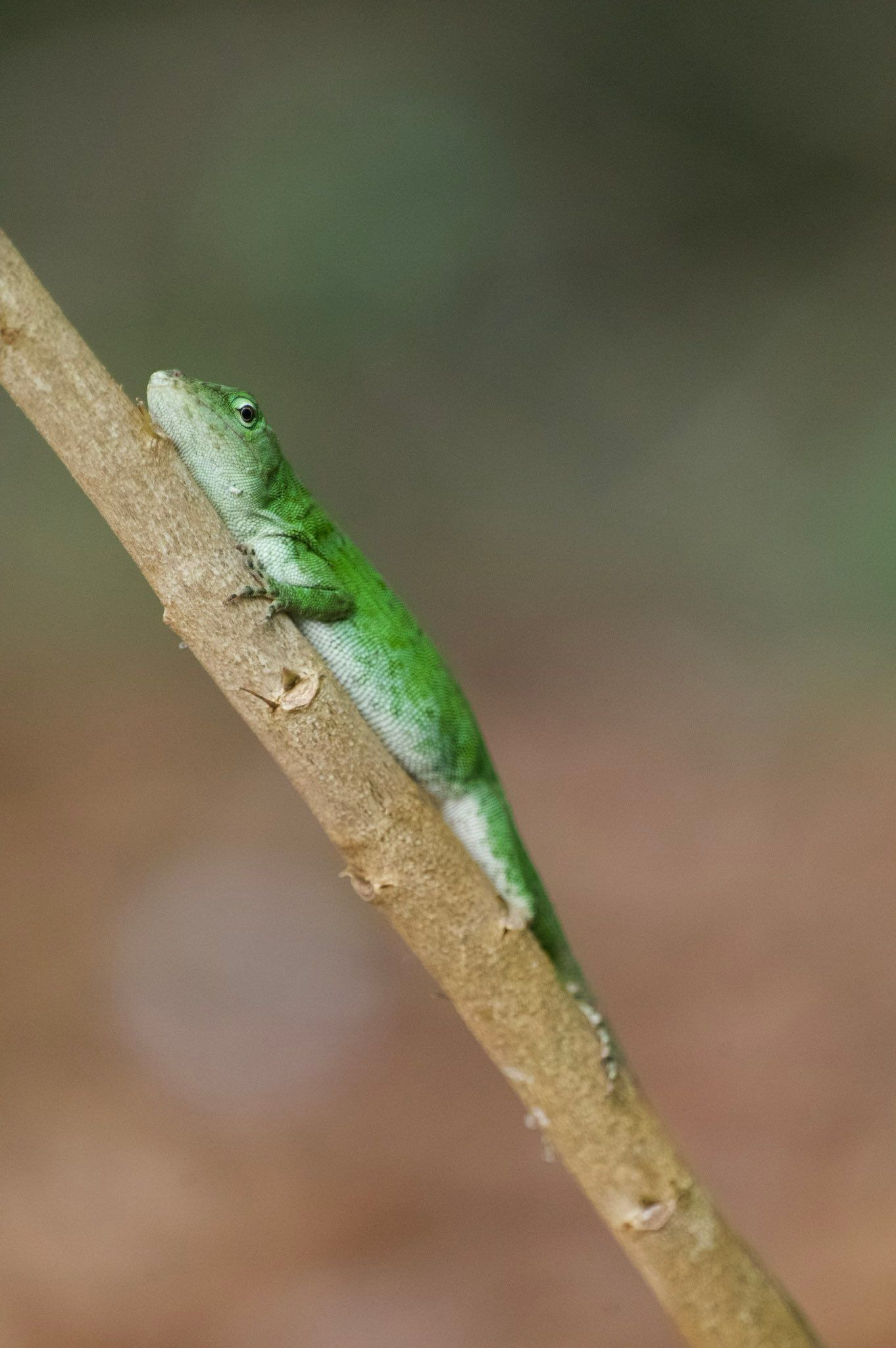 A vibrant green anole lizard perched on a diagonal brown branch against a blurred natural background.