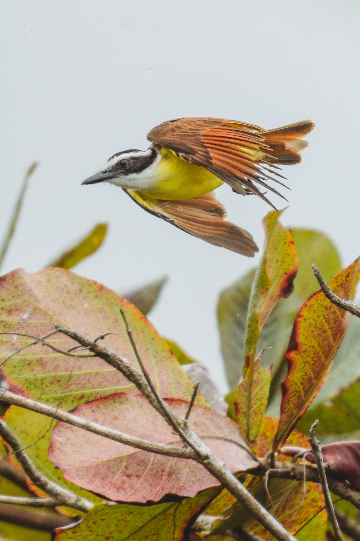 Bird with brown wings and yellow belly perches on pink-tinted autumn foliage.
