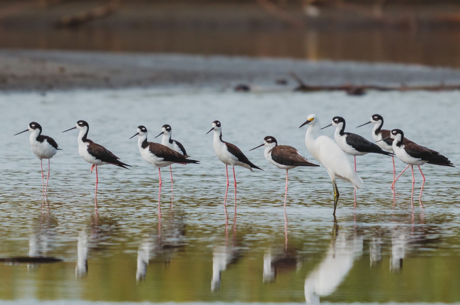 Row of black-necked stilts wading in shallow water during migration season.
