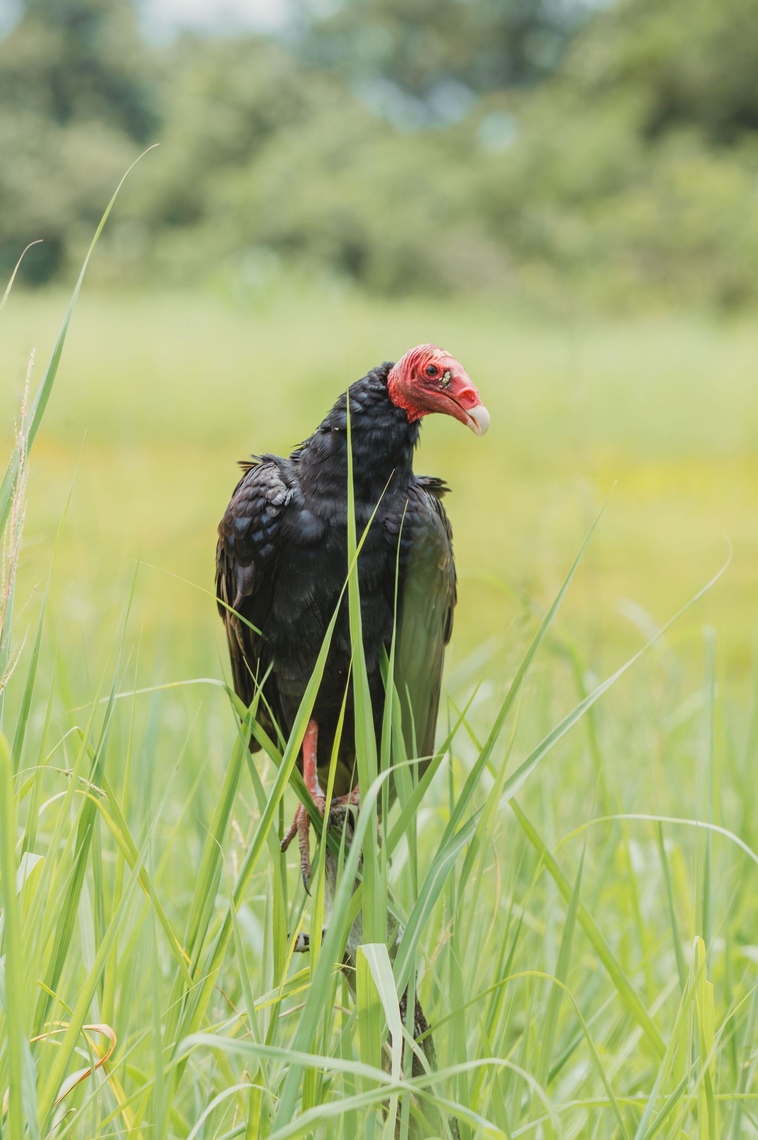 Black vulture walking through tall grass in a meadow with distinctive red head visible.