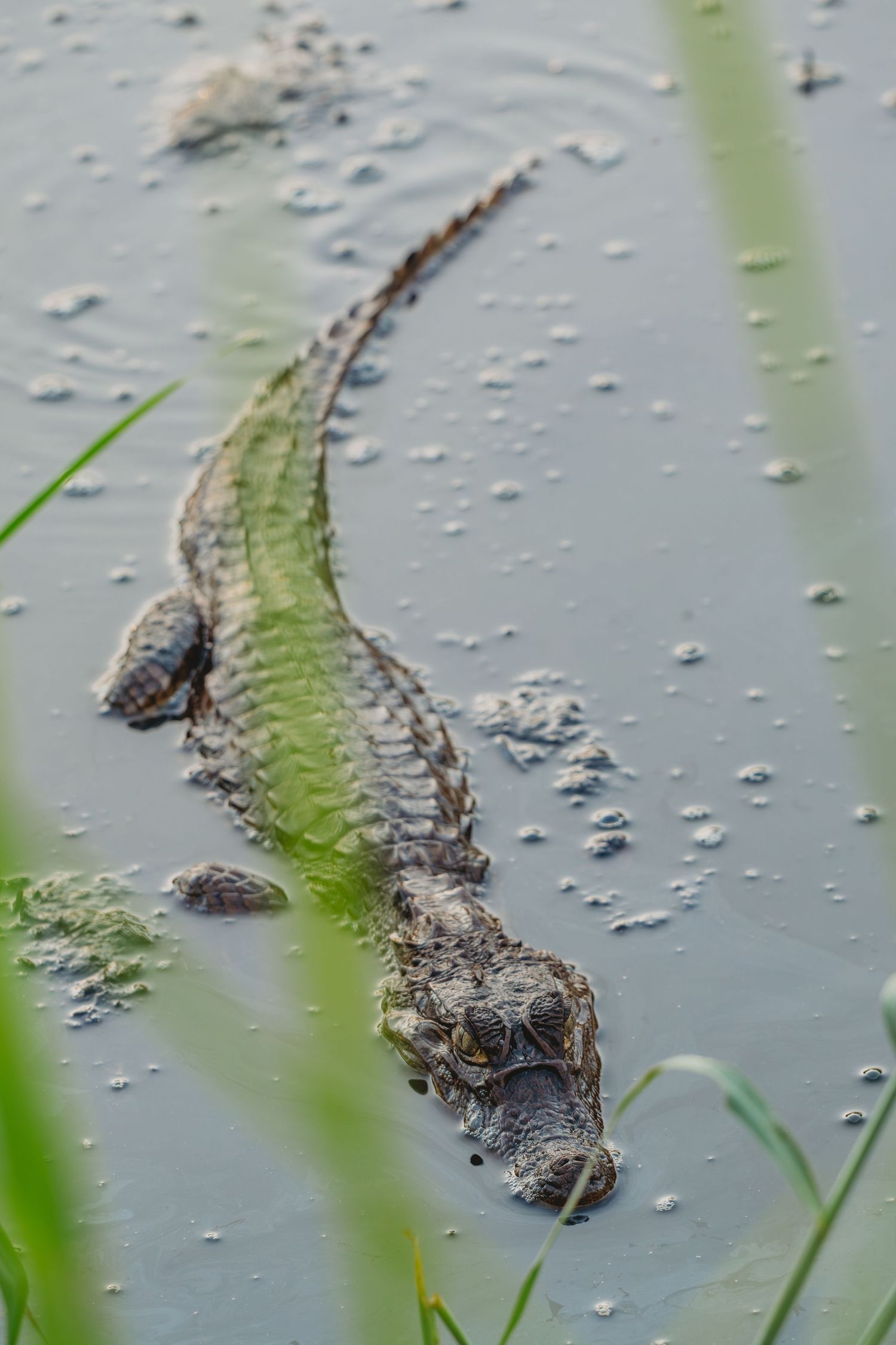 Young caiman alligator glides through murky water with grass visible in the foreground.