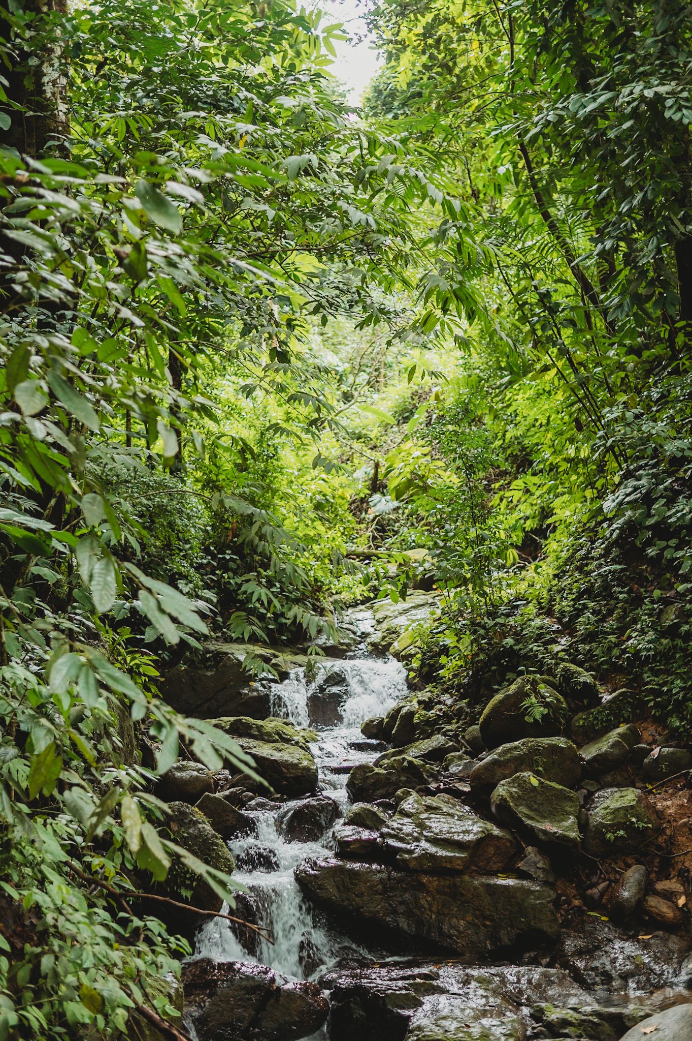 A cascading waterfall flows through lush green tropical forest.