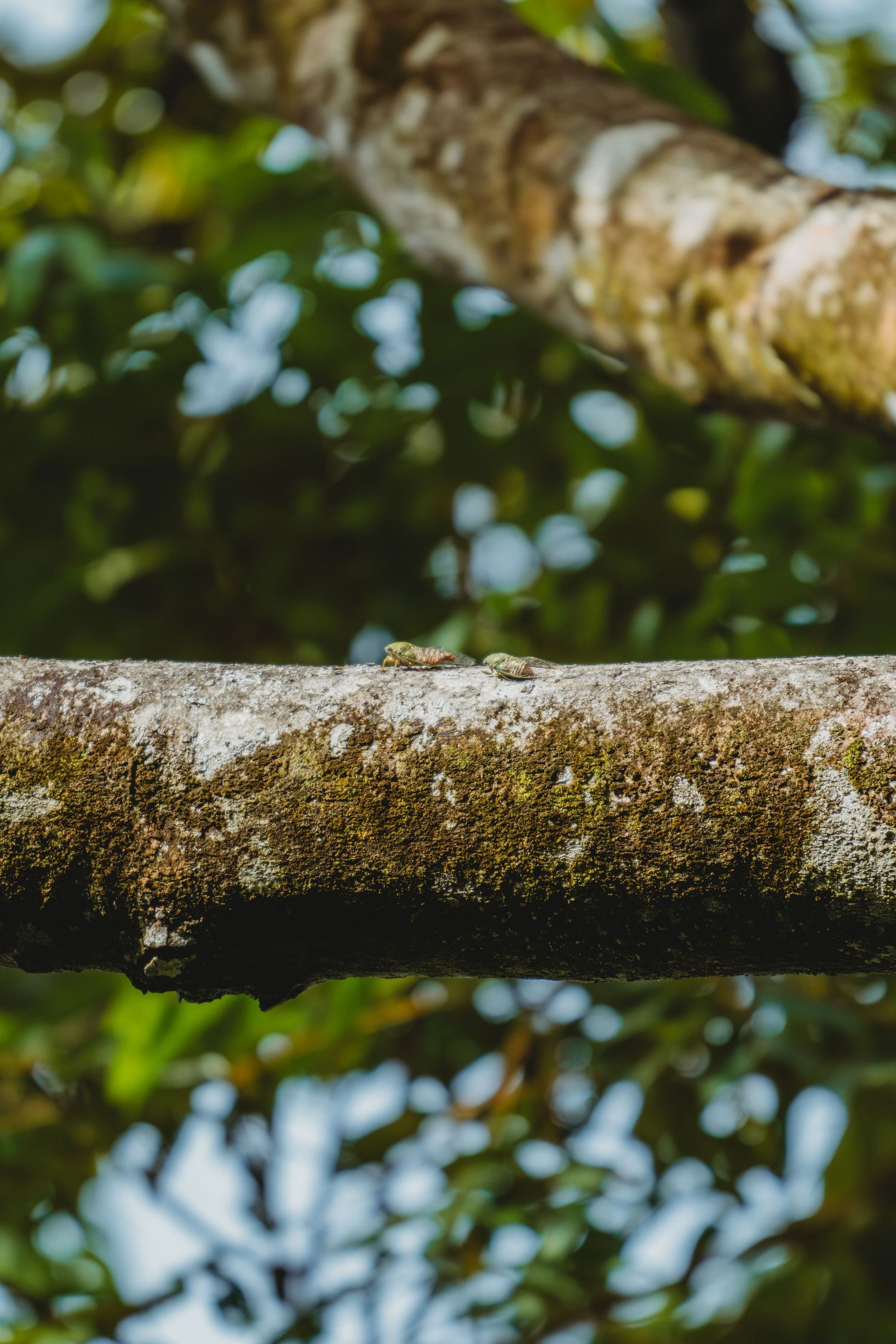 A moss-covered tree branch extends horizontally against a blurred forest canopy with two cicadas on it.