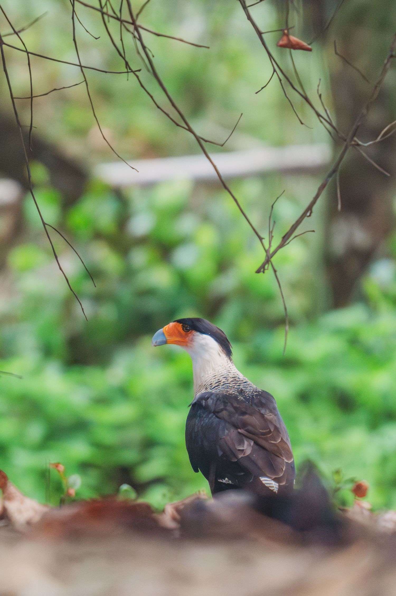 A crested caracara bird with an orange beak stands alert on forest ground surrounded by green foliage and bare branches.