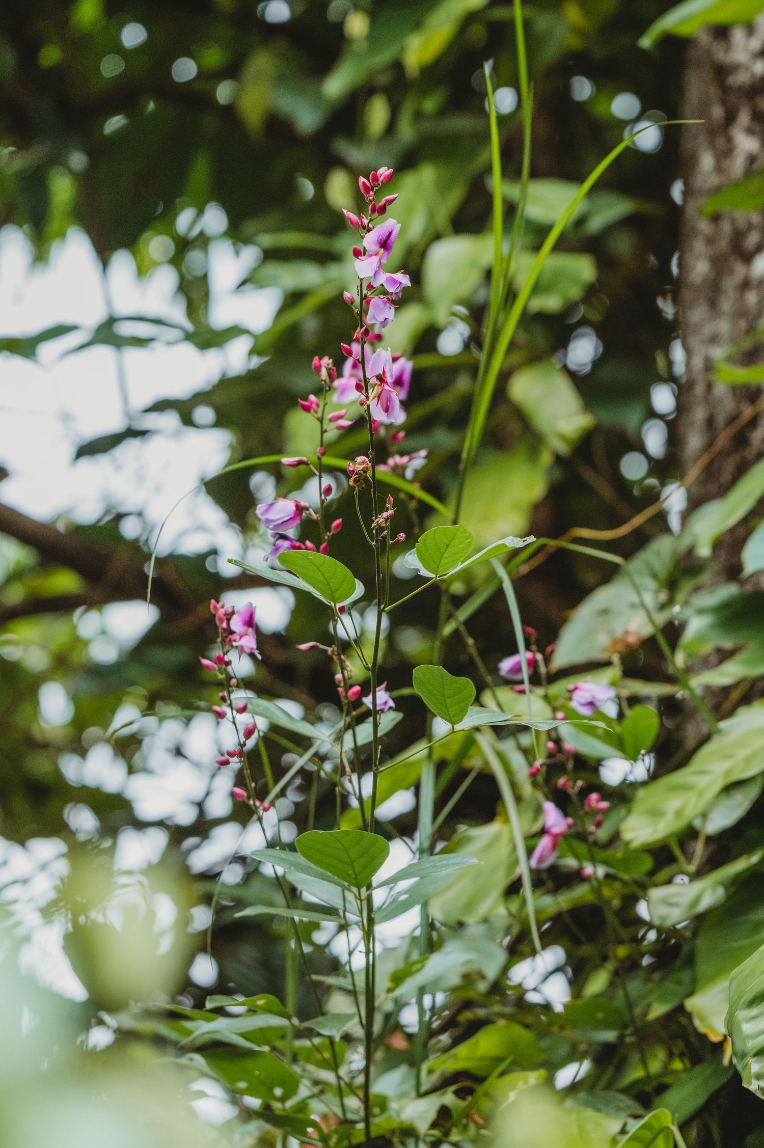 Delicate pink wildflowers bloom among lush green foliage in a natural garden setting.