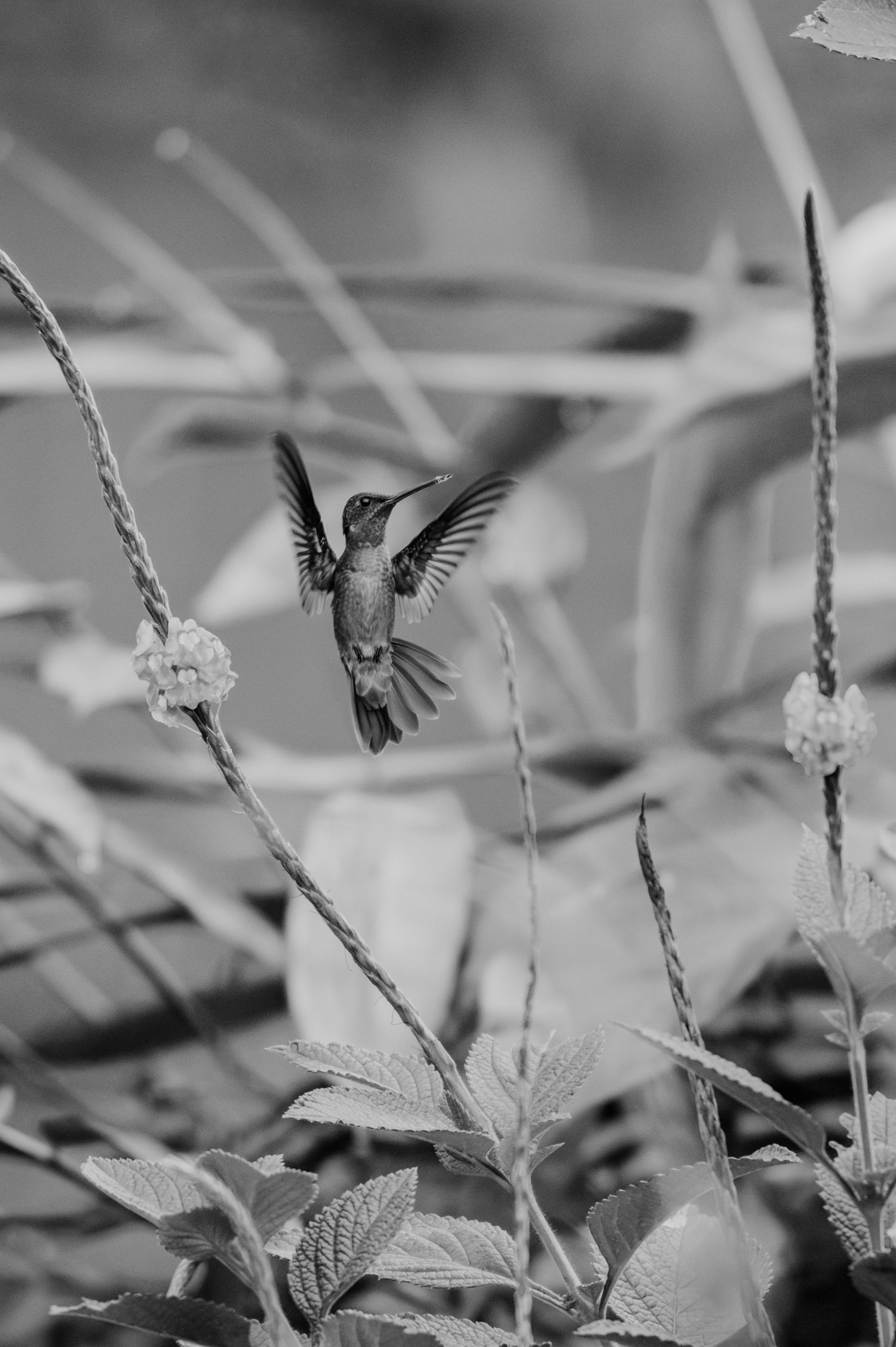 Black and white photo of a hummingbird hovering among delicate stems and flowers.
