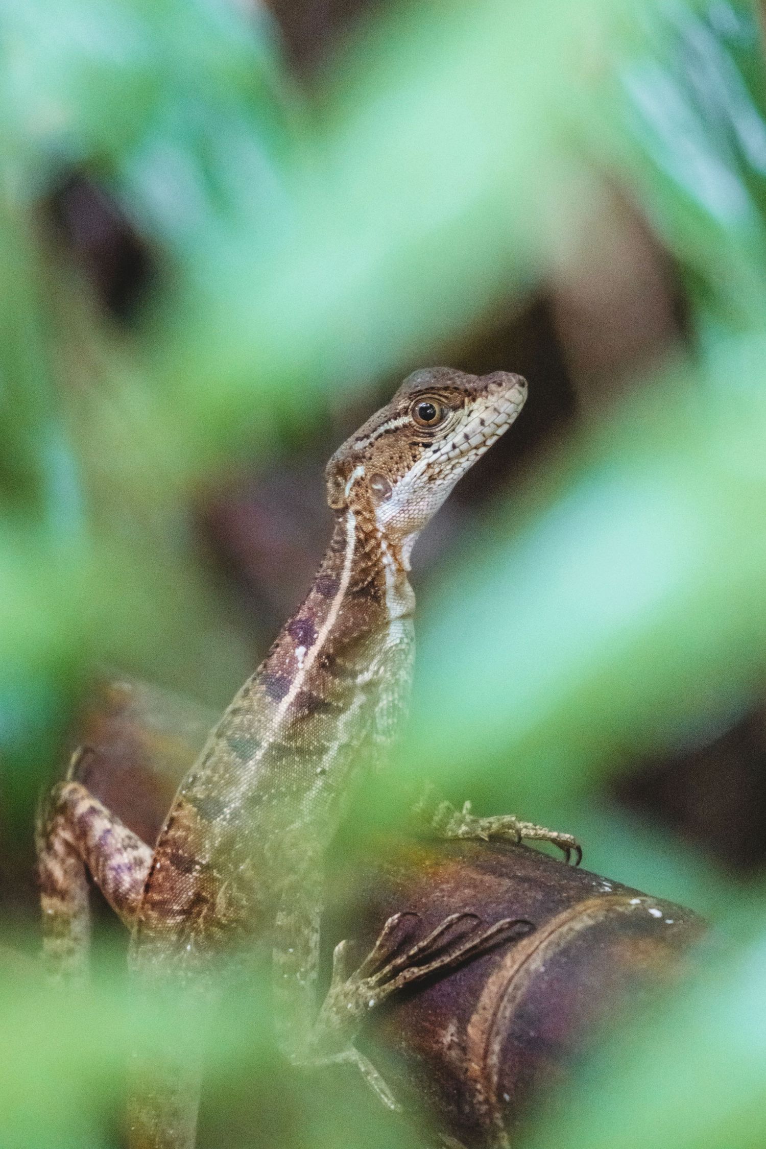 A small brown lizard peers through lush green tropical foliage, perched on a mossy branch in its natural habitat.
