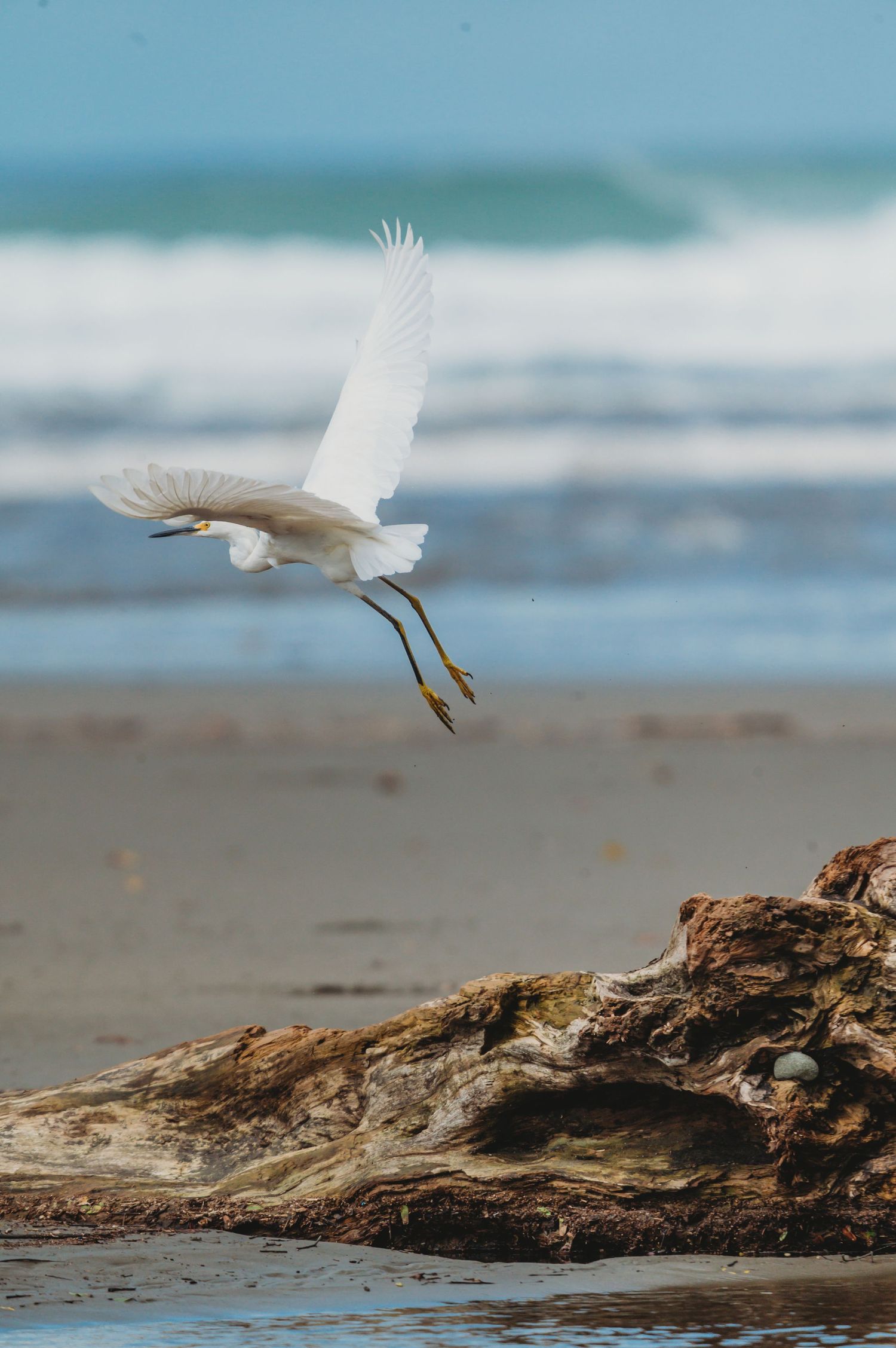 A white egret takes flight over driftwood on a sandy beach with ocean waves in the background.