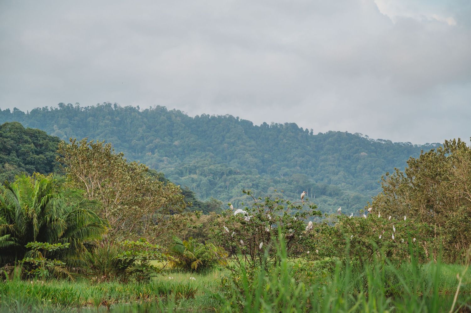 Lush tropical rainforest landscape with dense green trees, palm trees, and misty mountains under overcast skies.