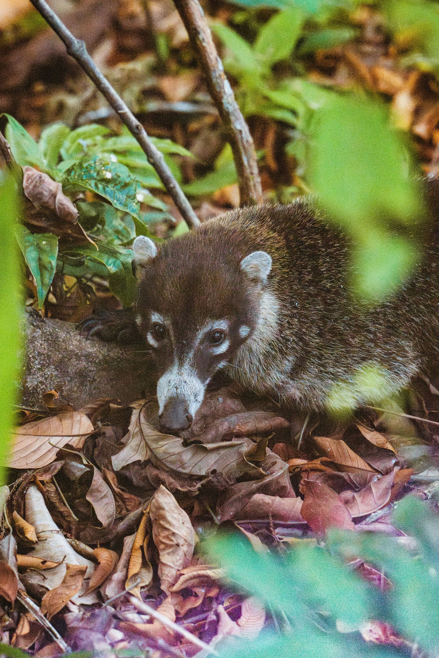 A white-nosed coati forages through fallen leaves on a forest floor surrounded by tropical vegetation.