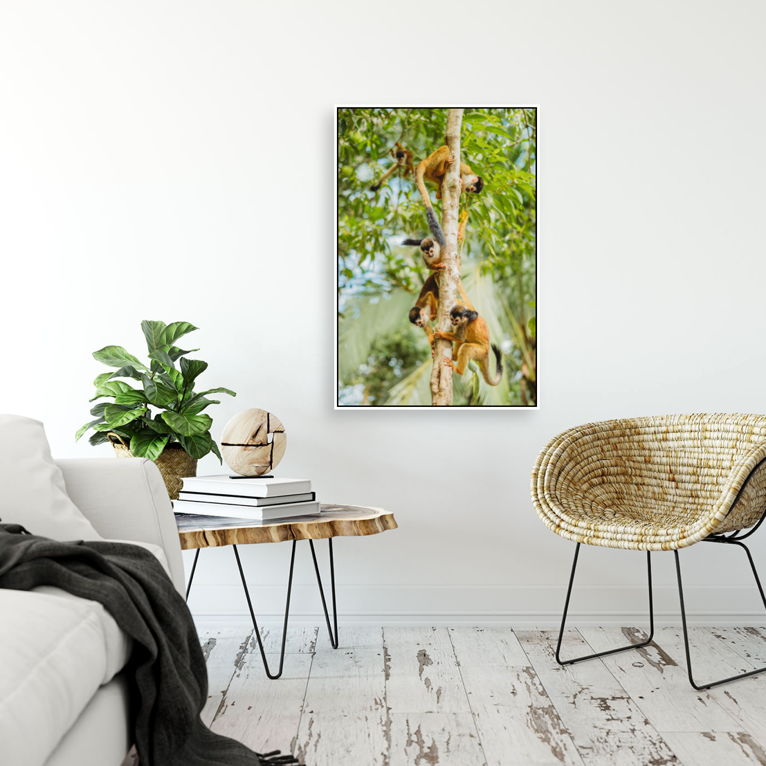 Framed photo of monkeys climbing trees displayed on white wall above wooden coffee table in bright living room.