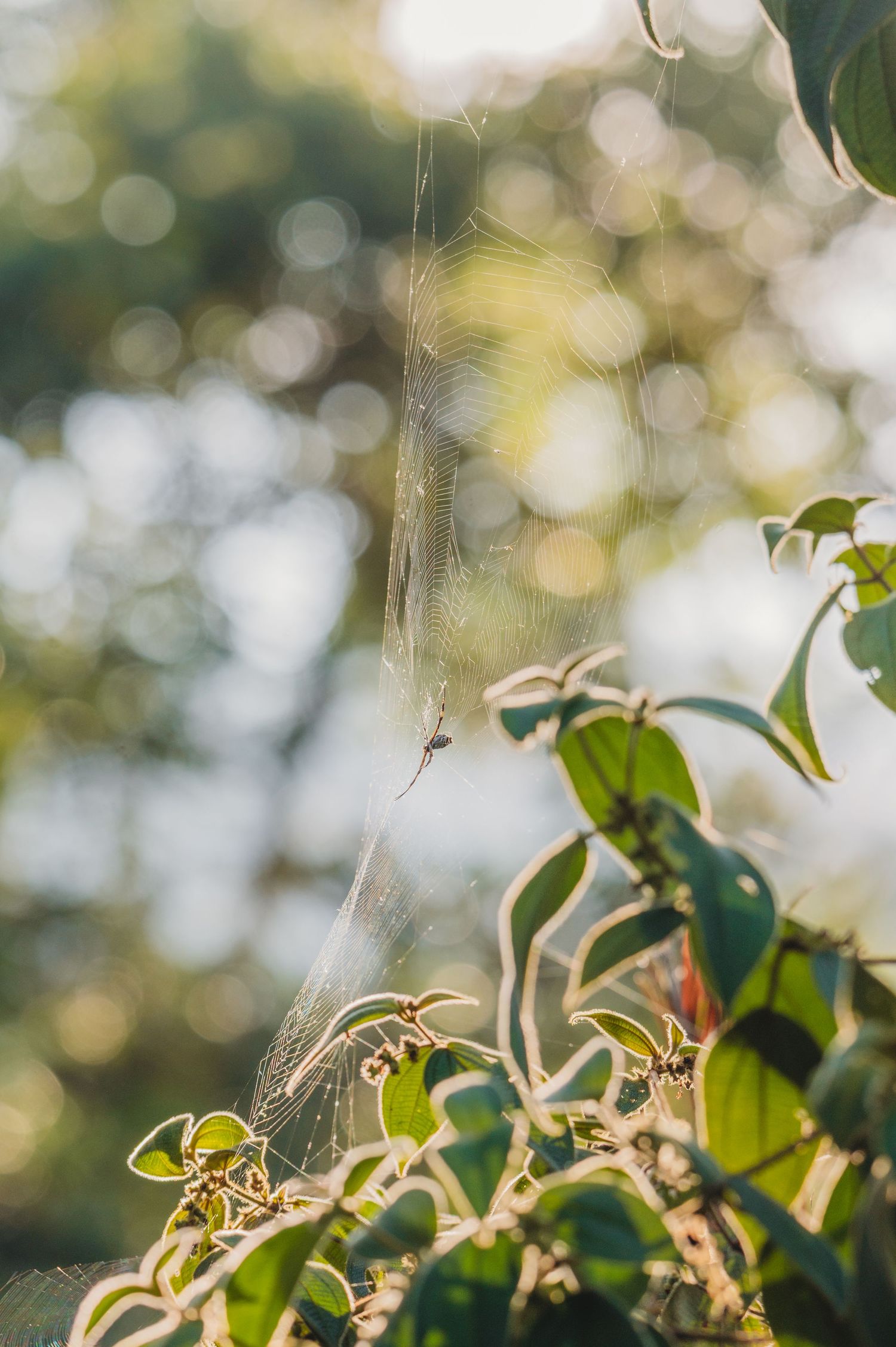 A delicate spider web glistens in sunlight among green leaves with a blurred bokeh background of trees.