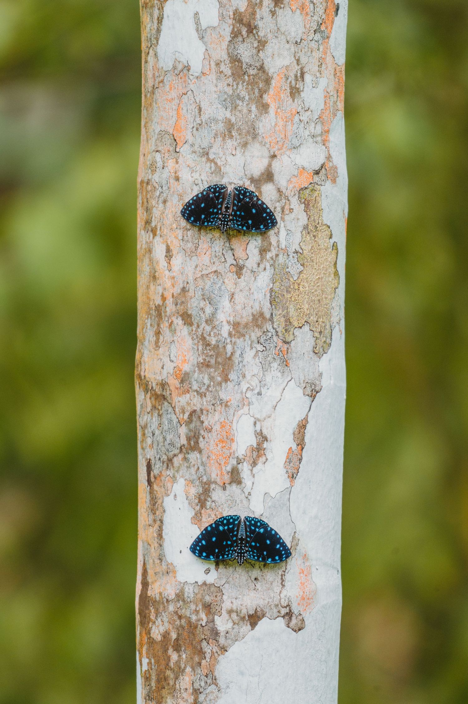 Two black spotted beetles resting on a peeling birch tree trunk with a blurred green background.