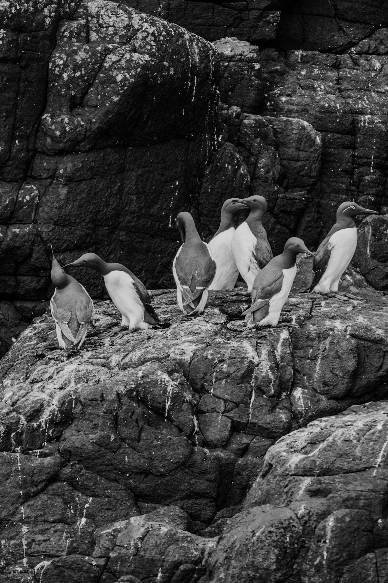 Colony of guillemots perched on rocky coastal cliffs in black and white.