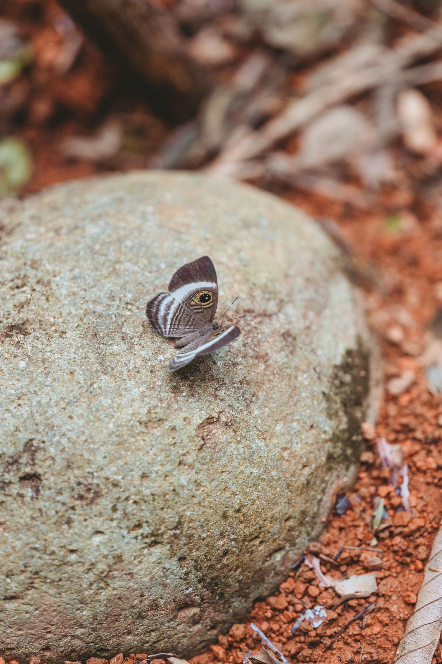 A small butterfly with brown and white wings rests on a gray rock against reddish soil and fallen leaves.