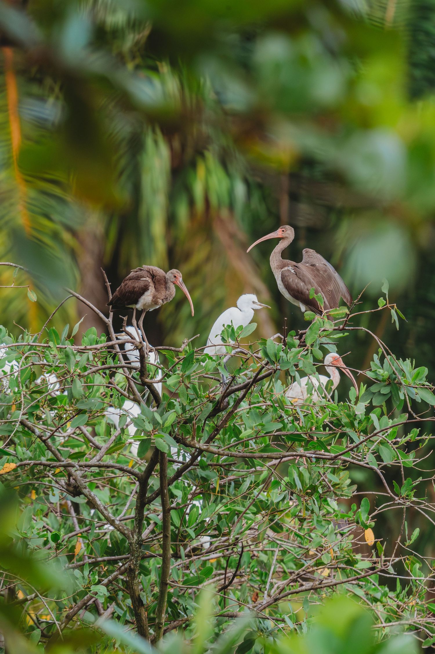 Brown and white ibis birds perched on lush green tree branches in a tropical forest setting.