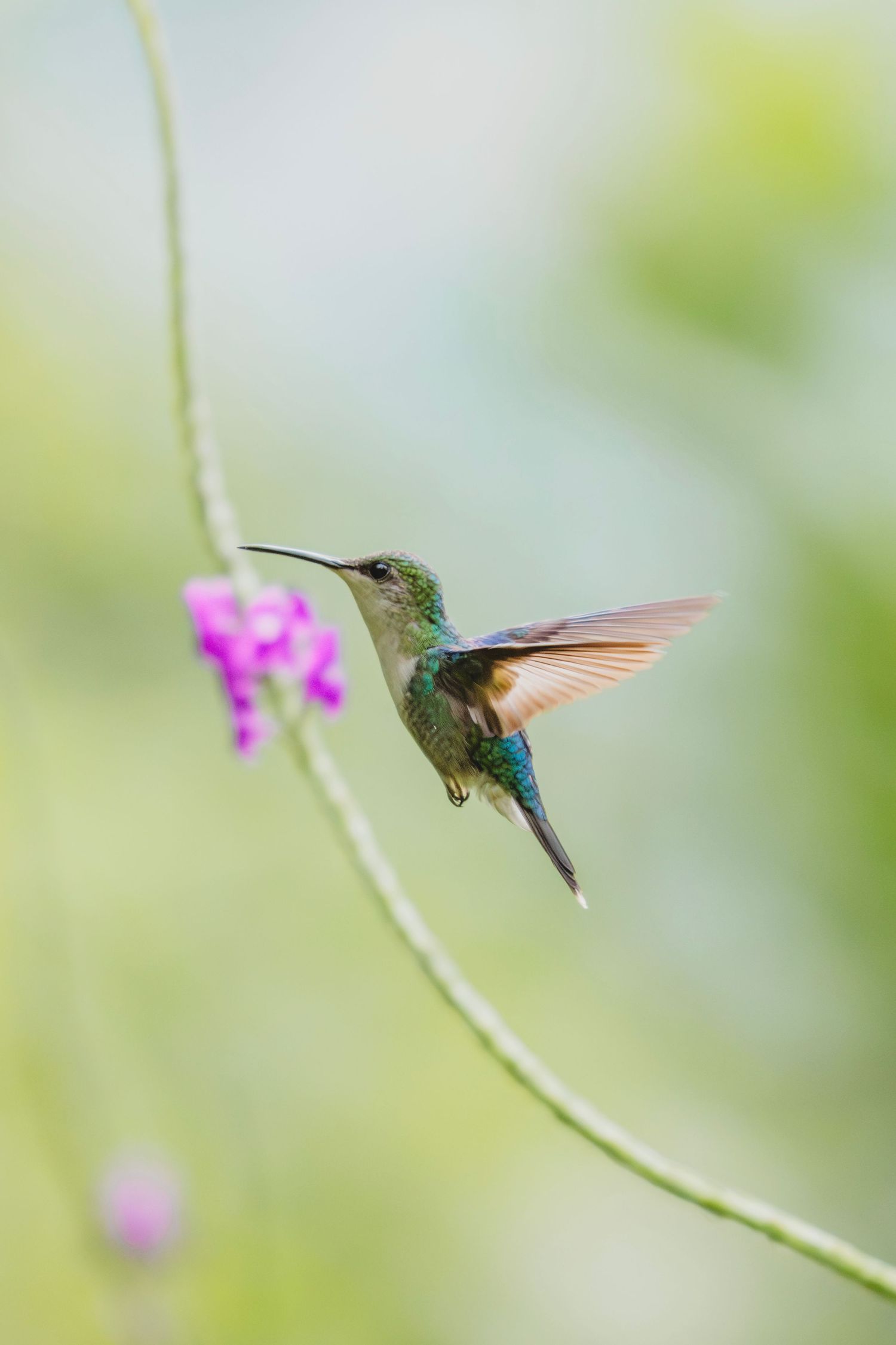 A hummingbird hovers near a purple flower on a slender stem against a soft green bokeh background.