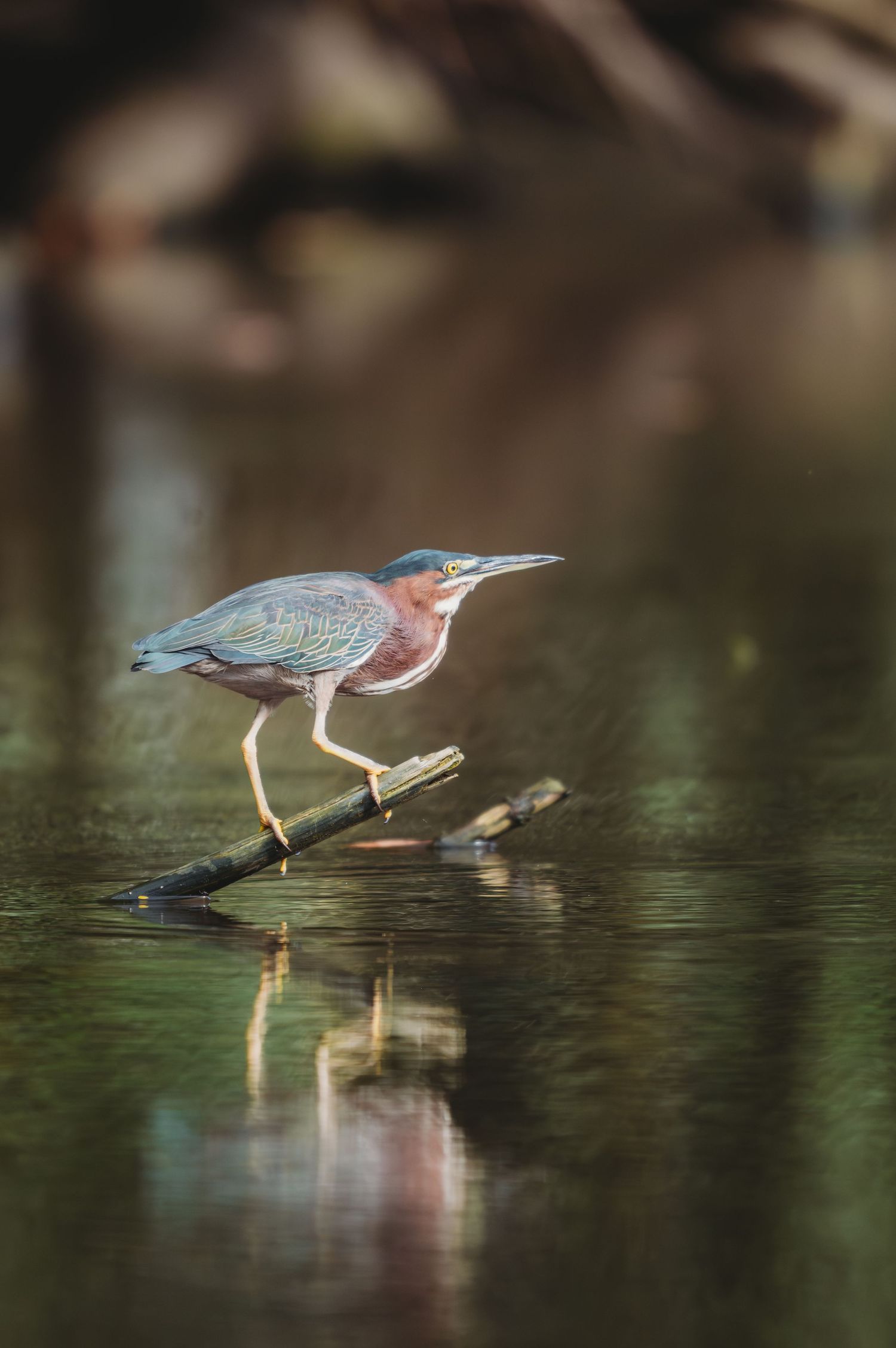A green heron perches on a submerged branch, its reflection visible in the calm water below.