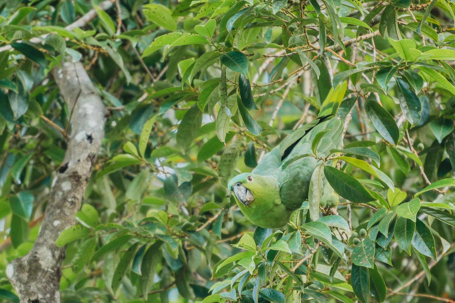 Green tropical tree with dense foliage and branches.