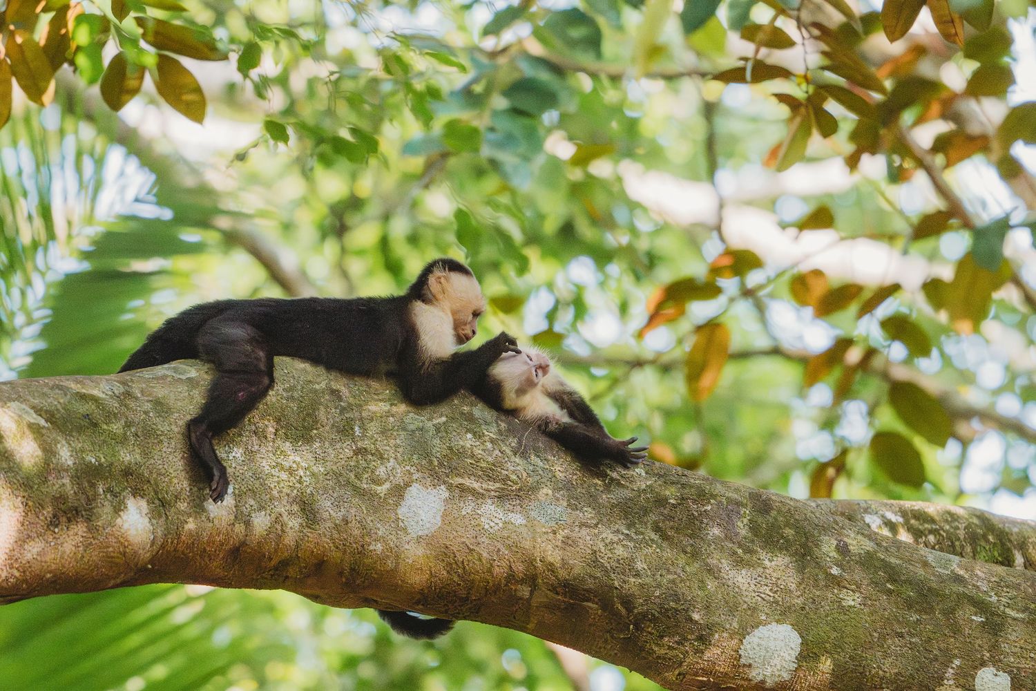 Two white-faced capuchin monkeys resting on a tree branch in a lush tropical forest.