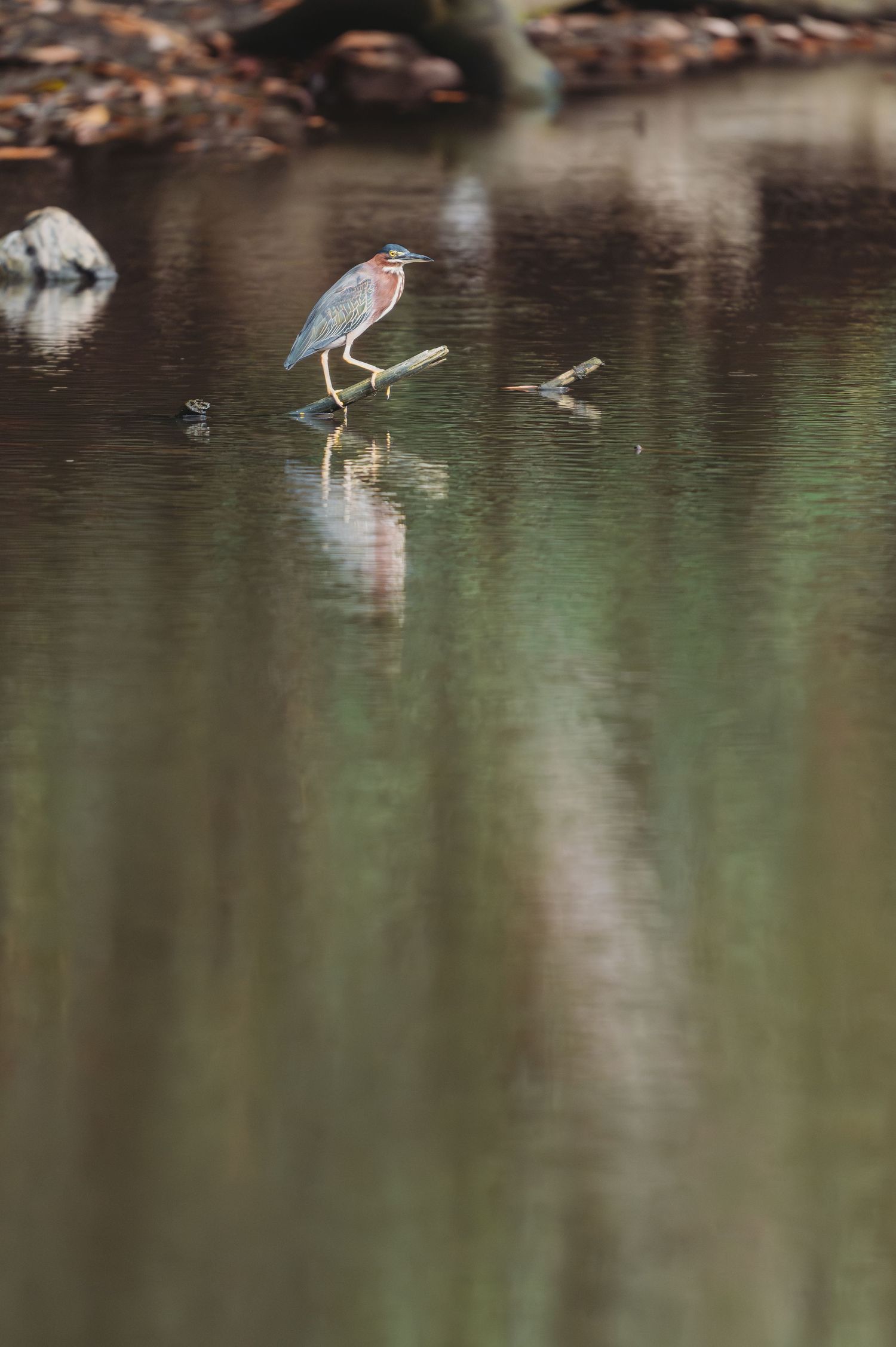 A green heron perches on a branch over calm reflective water in a serene natural habitat.