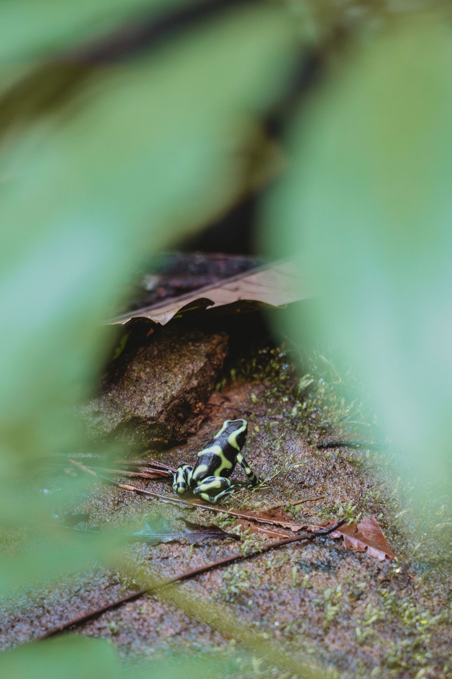 Small colorful poison dart frog on a wet leaf in the rainforest.
