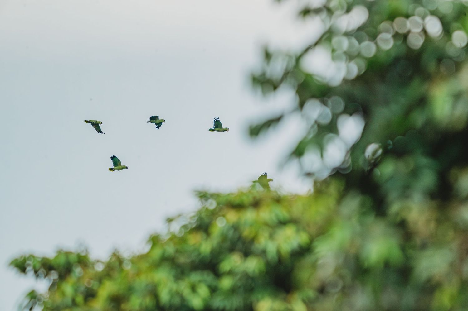 Parrot birds flying between leafy tree branches against a bright sky.