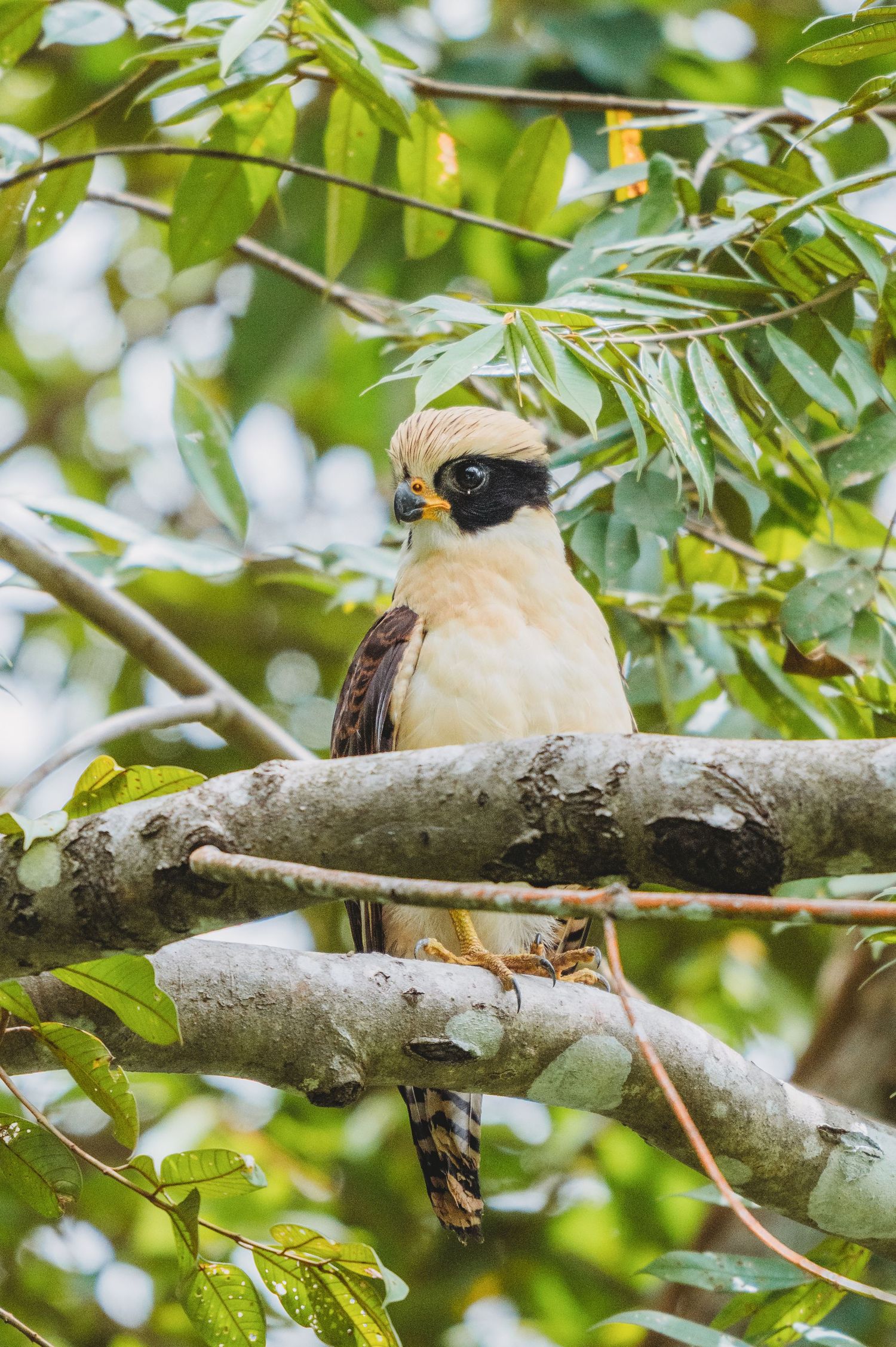 A laughing falcon perched on a tree branch surrounded by lush green foliage in a tropical forest setting.