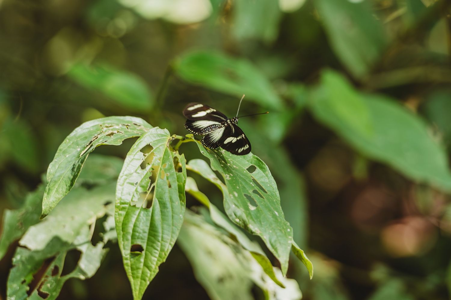 A zebra longwing butterfly perches on a green leaf with holes and damage in a natural garden setting.