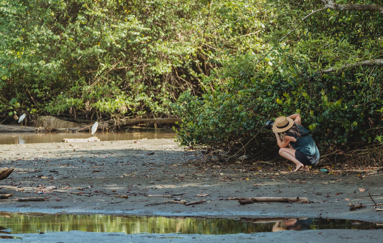 Wildlife scene at water's edge with animals near mangrove trees.