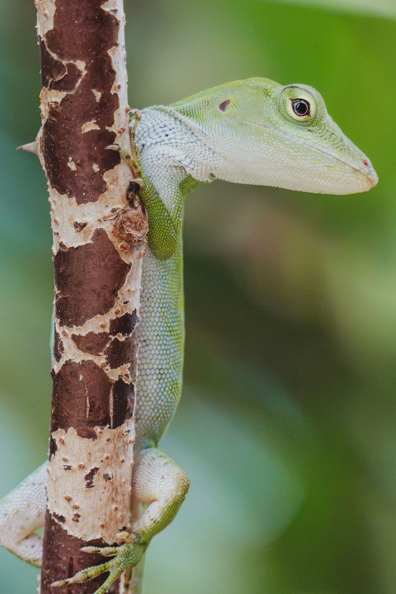 A vibrant green anole lizard clinging to a mottled brown tree branch with lush green foliage in the background.