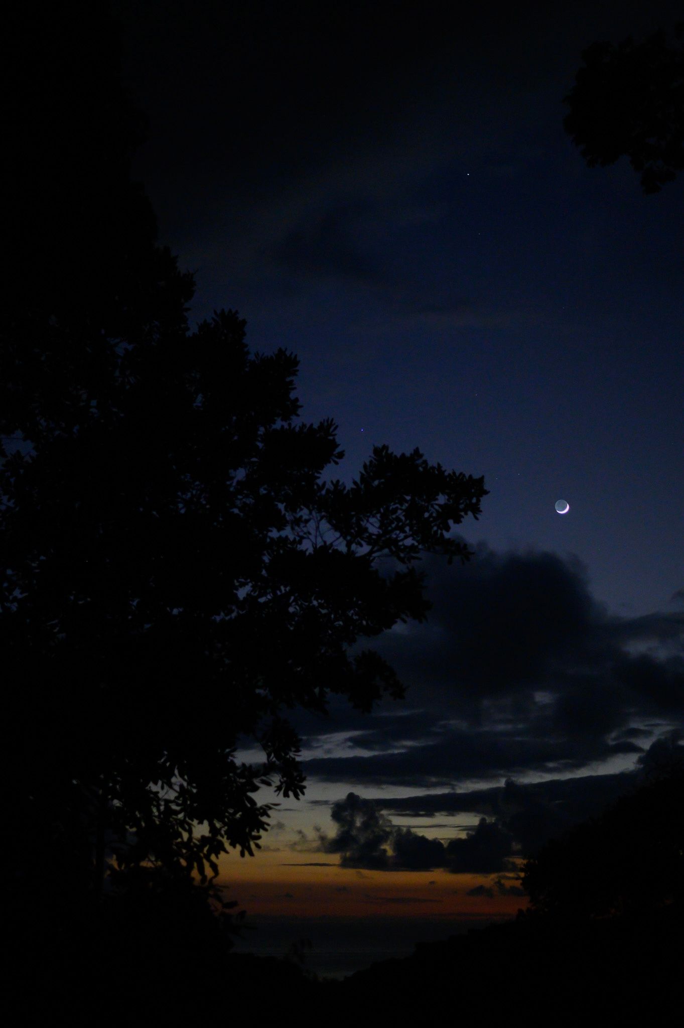 Crescent moon and sunset colors visible through silhouetted trees at dusk.