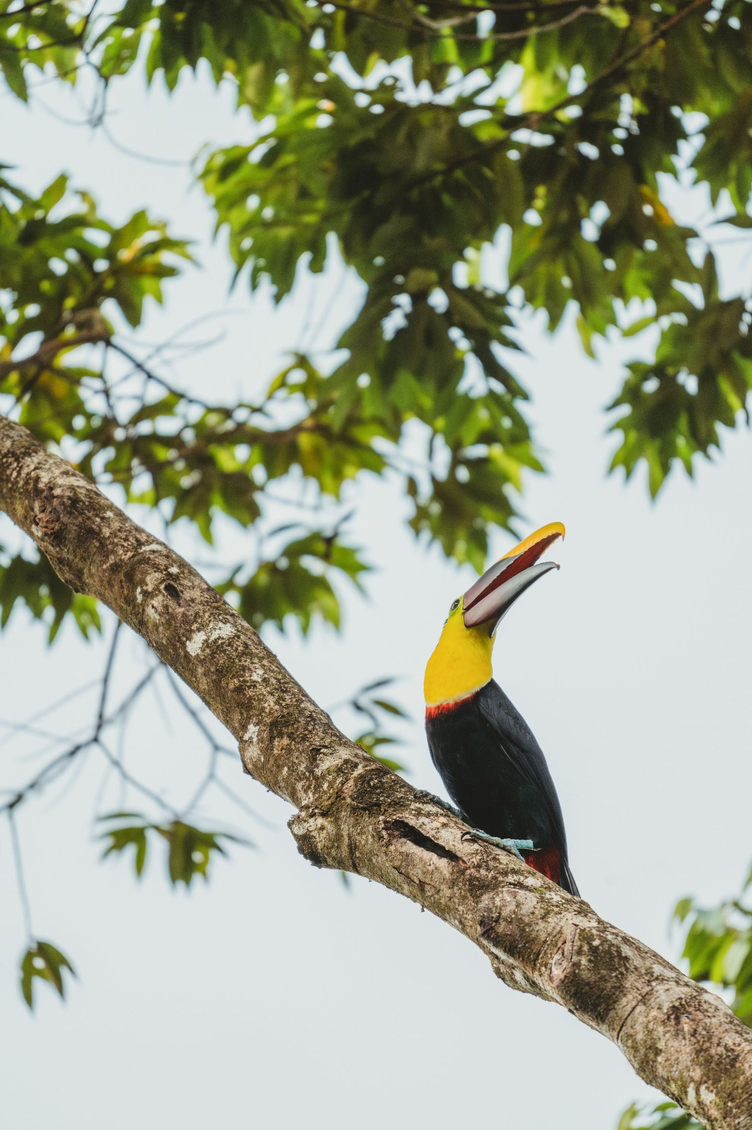 Black toucan with prominent yellow beak sitting on a thick tree branch against leafy backdrop.