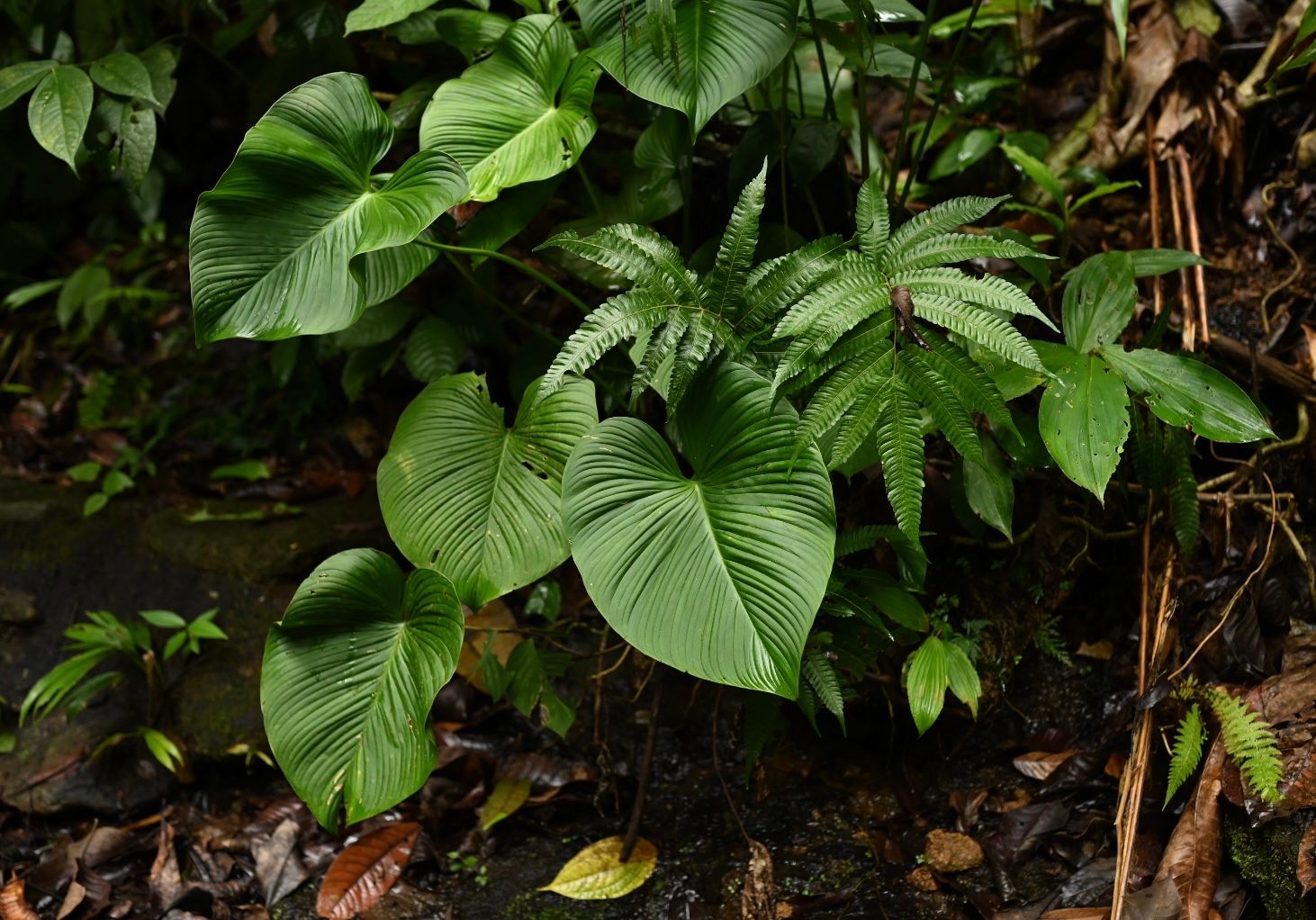 Dense tropical foliage with large green leaves in a natural forest setting.