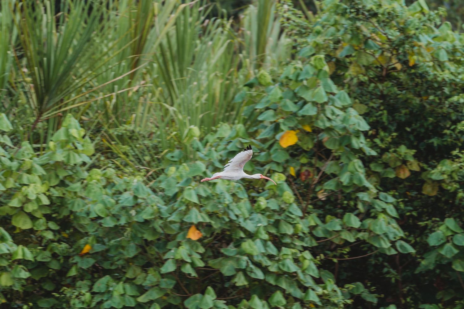 A bird in flight over lush green tropical foliage with yellow flowers in a natural garden setting.
