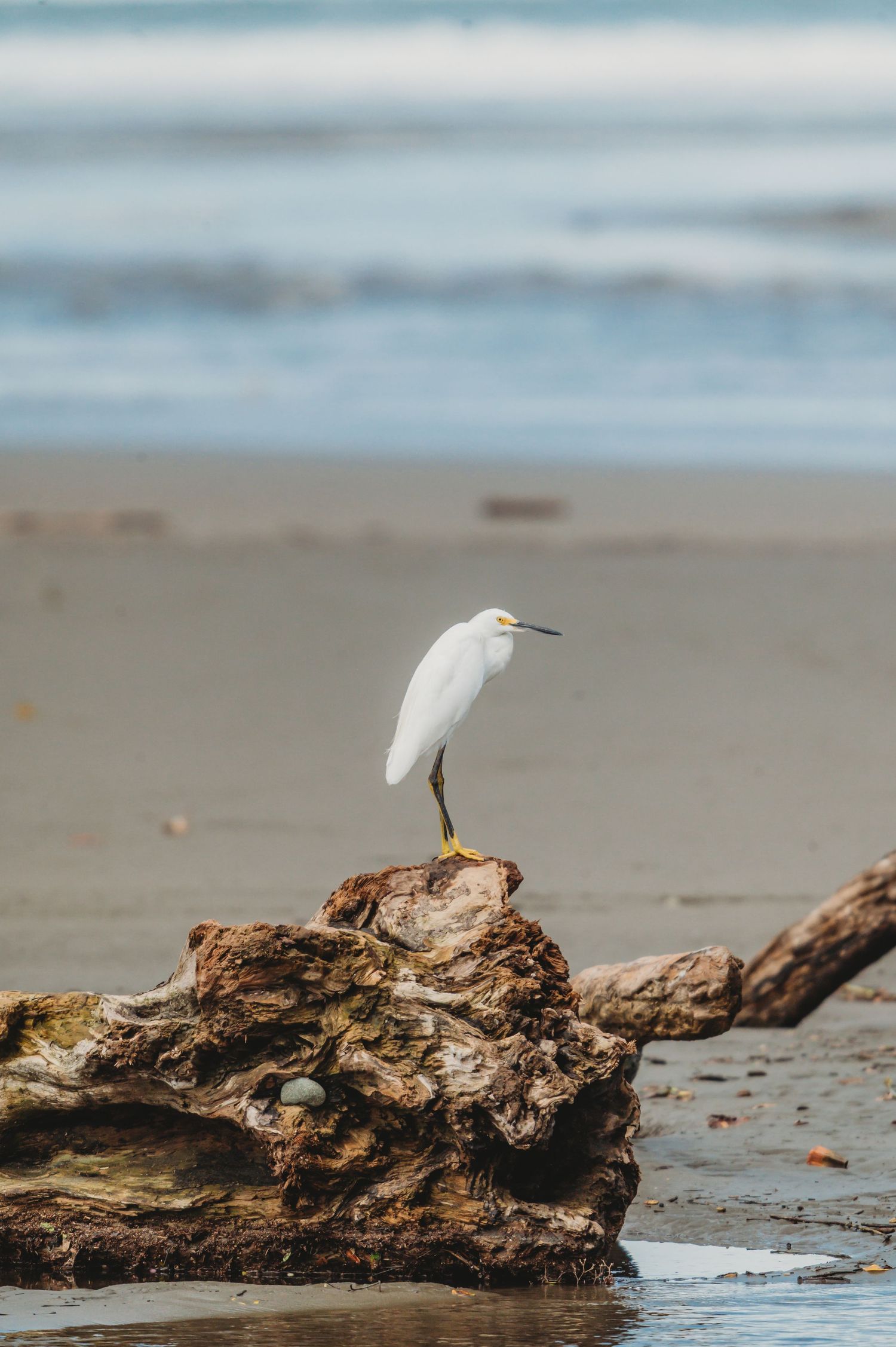 A white snowy egret perched on driftwood on a sandy beach with ocean waves in the background.