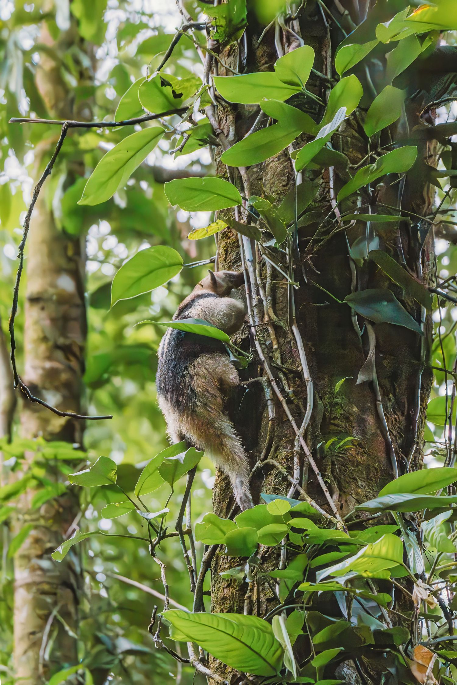 A silky anteater clinging to a tropical tree trunk surrounded by lush green leaves in a rainforest.
